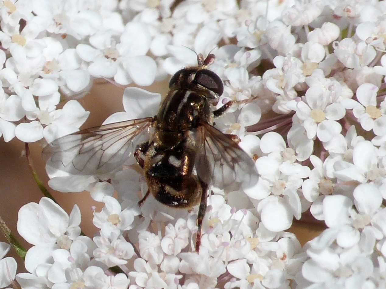Tachinidae? No. Syrphidae: femmina di Eumerus sp.